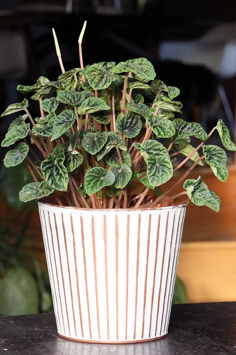 peperomia caperata small pot