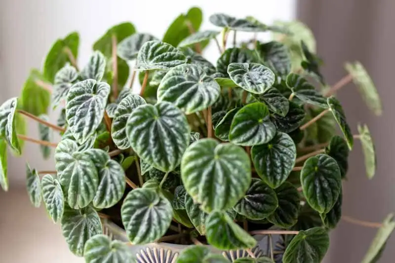 peperomia caperata diffused window light