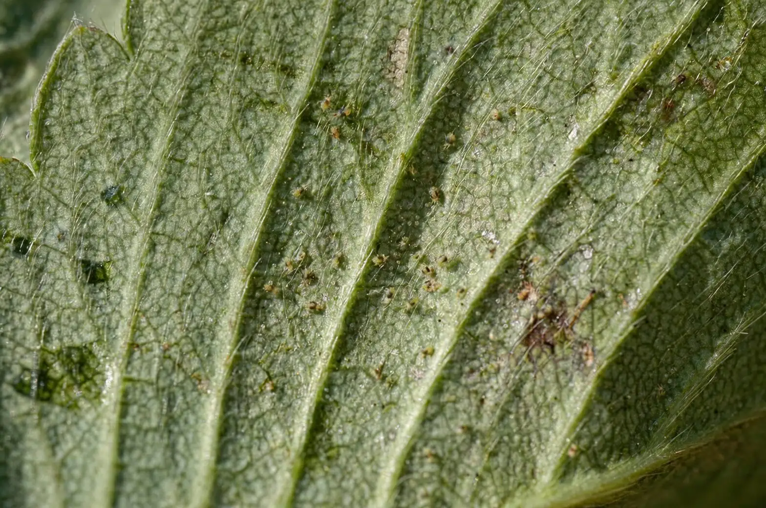 peperomia caperata spider mites leaf underside