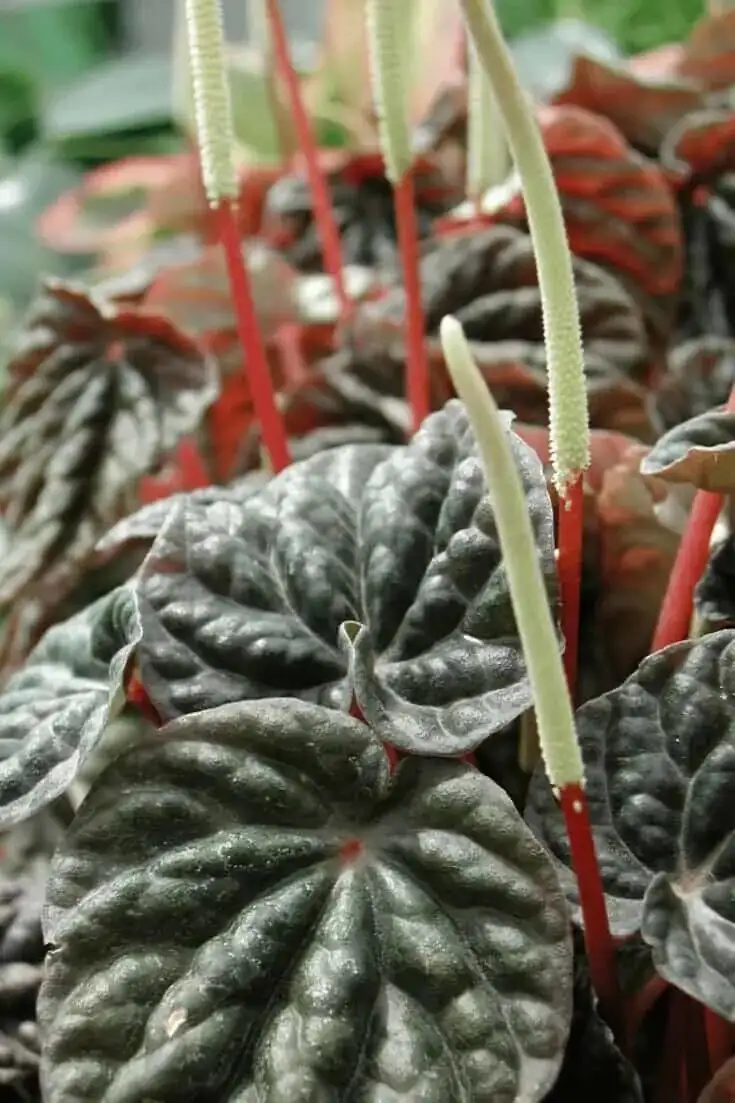 peperomia caperata air conditioner vent