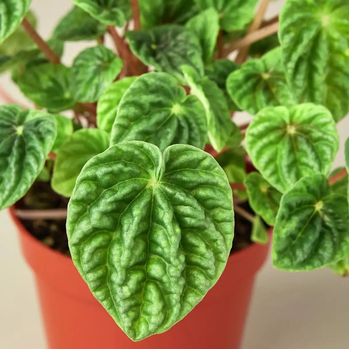 peperomia caperata watering can