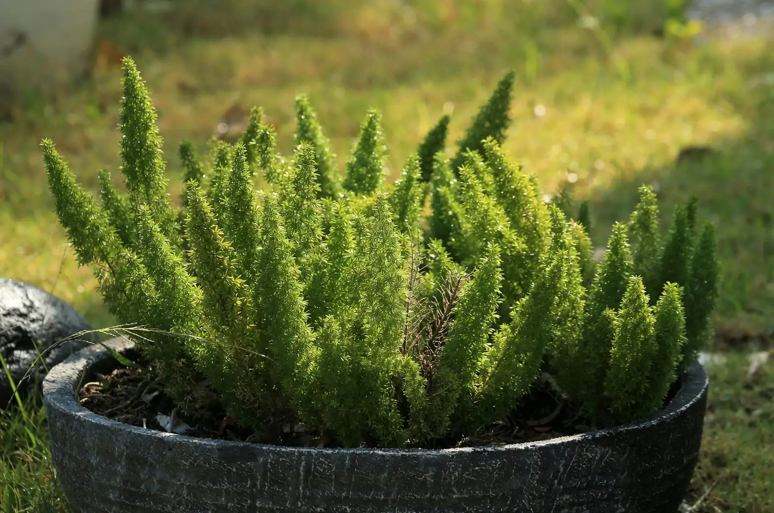 foxtail asparagus fern close-up