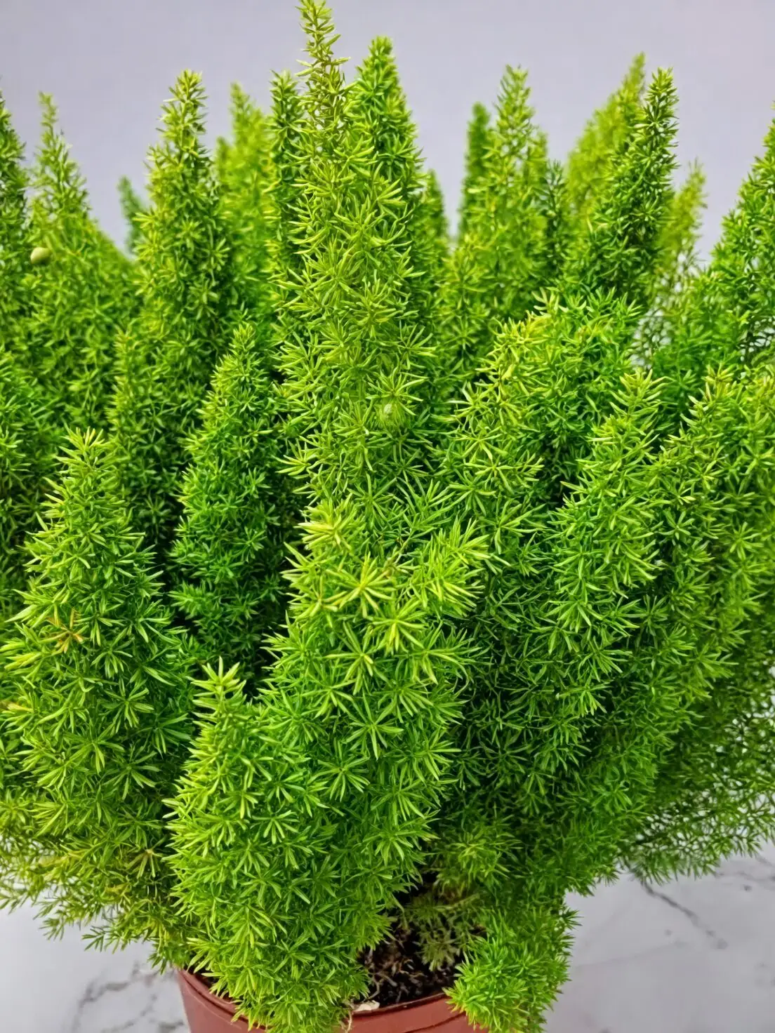 asparagus fern soil finger test
