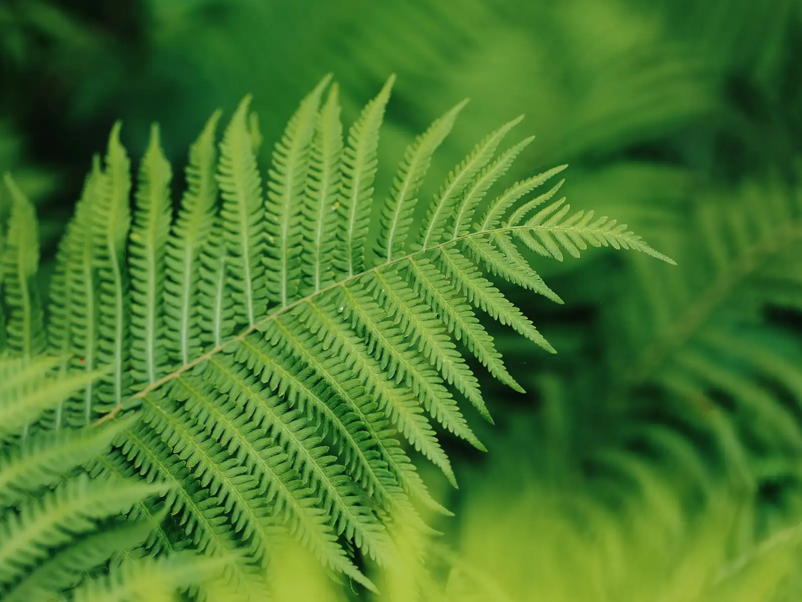 asparagus fern east window light