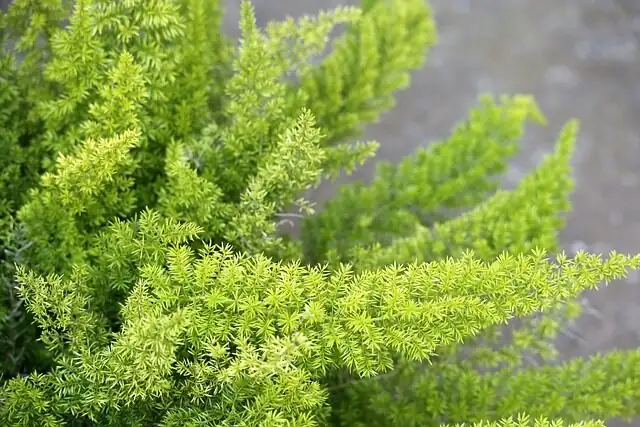 asparagus fern repotting perlite mix