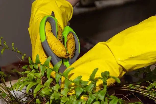 asparagus fern repotting roots