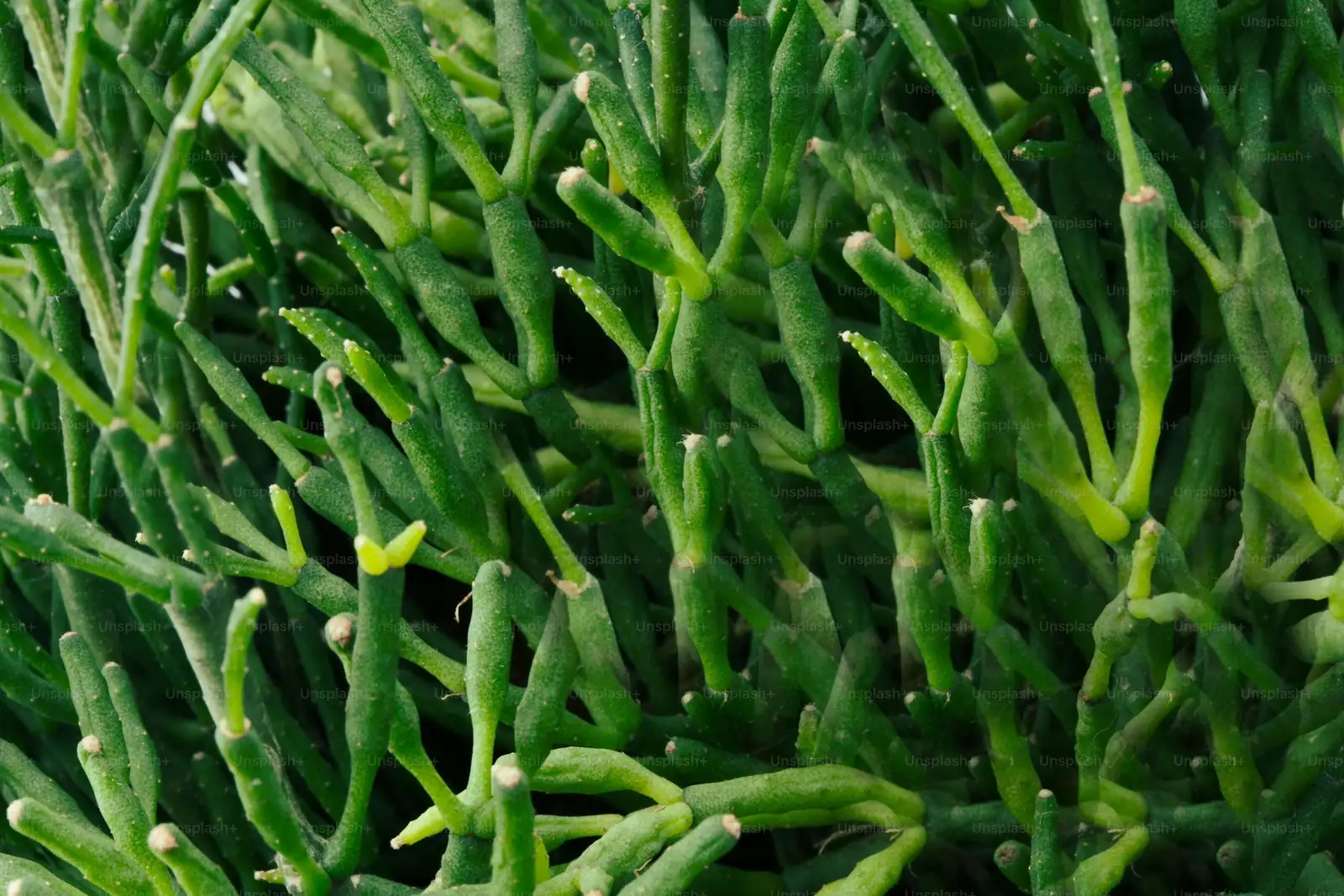asparagus densiflorus cladodes close-up