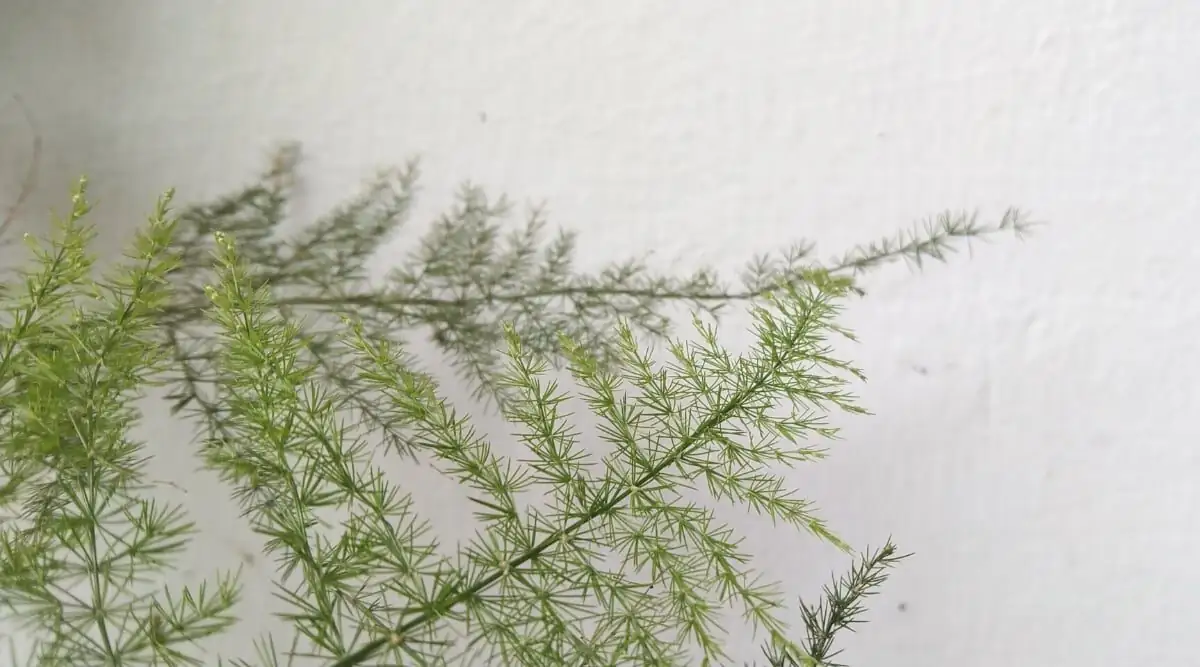 asparagus densiflorus vs setaceus leaves