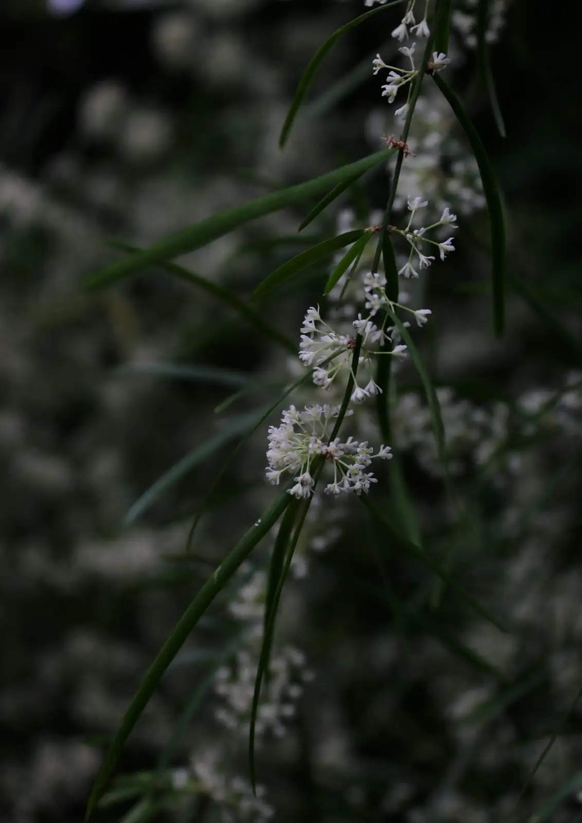 asparagus densiflorus white flowers macro