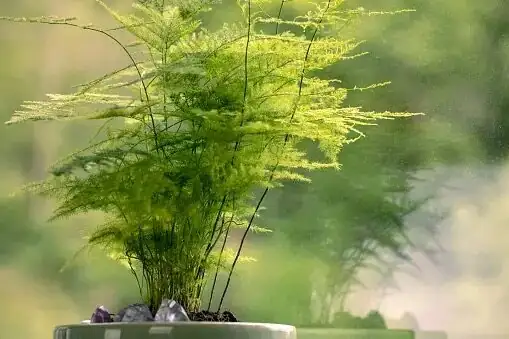 asparagus fern cladodes close-up