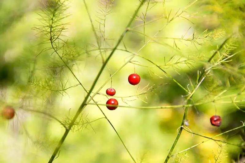 asparagus fern red berries