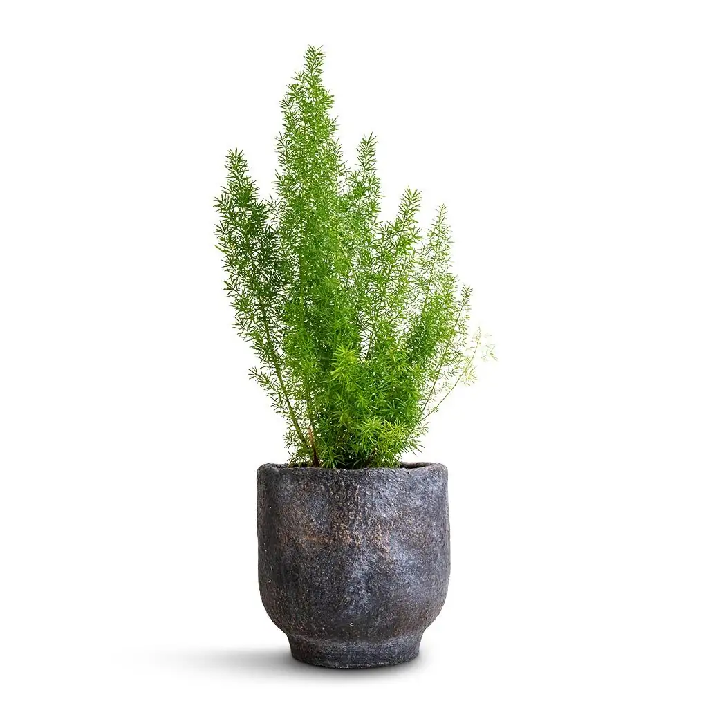 foxtail fern Myersii upright pot