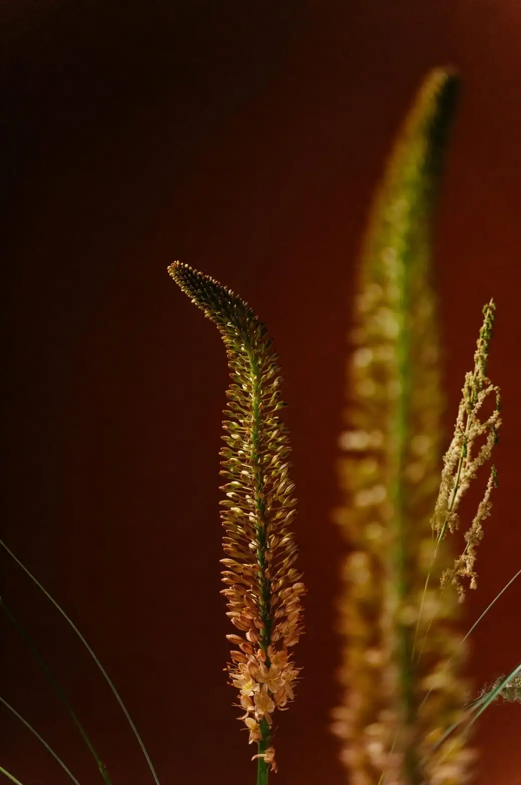 asparagus densiflorus myers foxtail pot