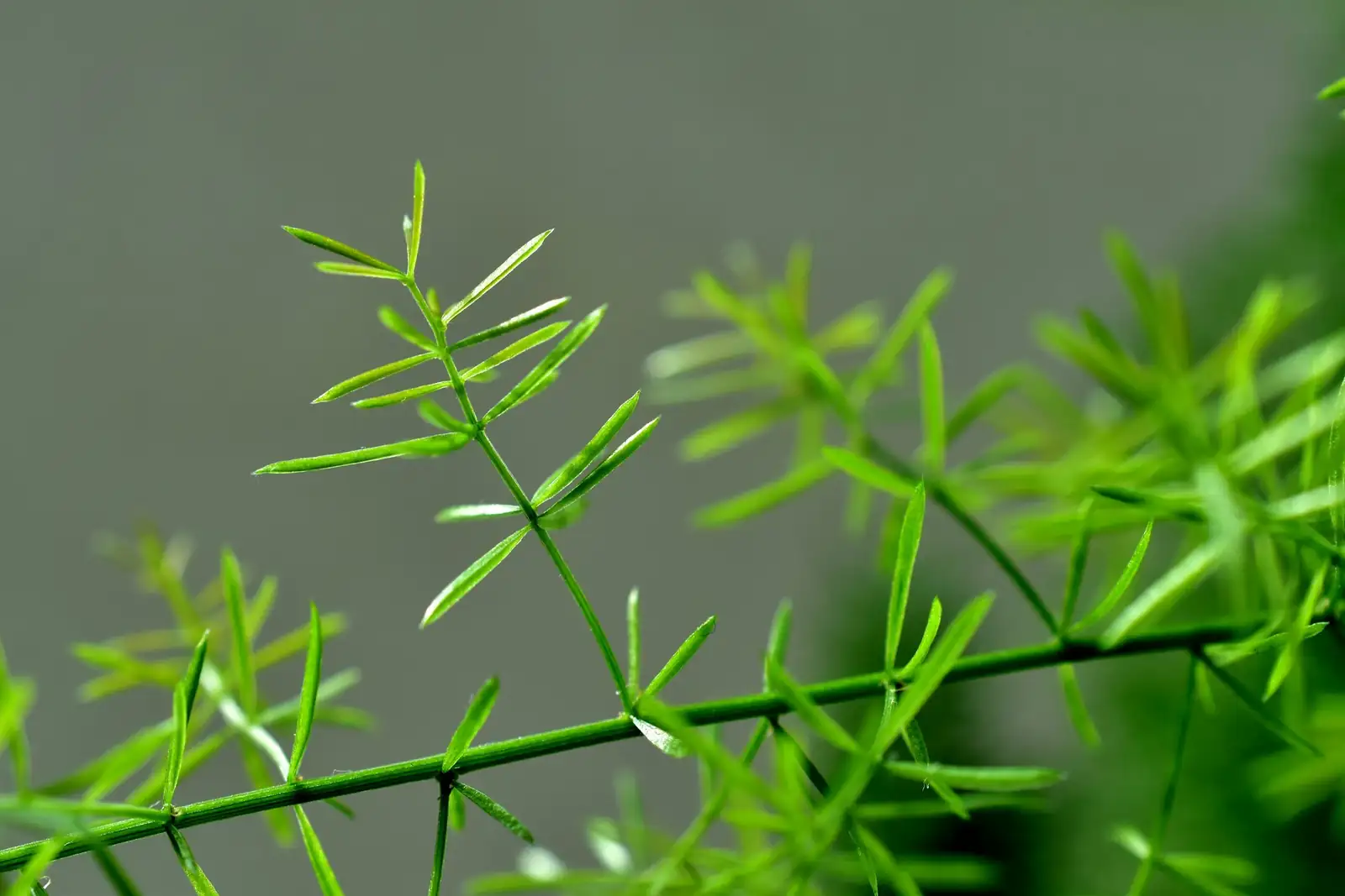 asparagus densiflorus sprengeri hanging
