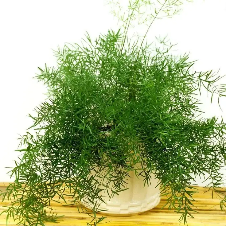asparagus densiflorus living room hanging