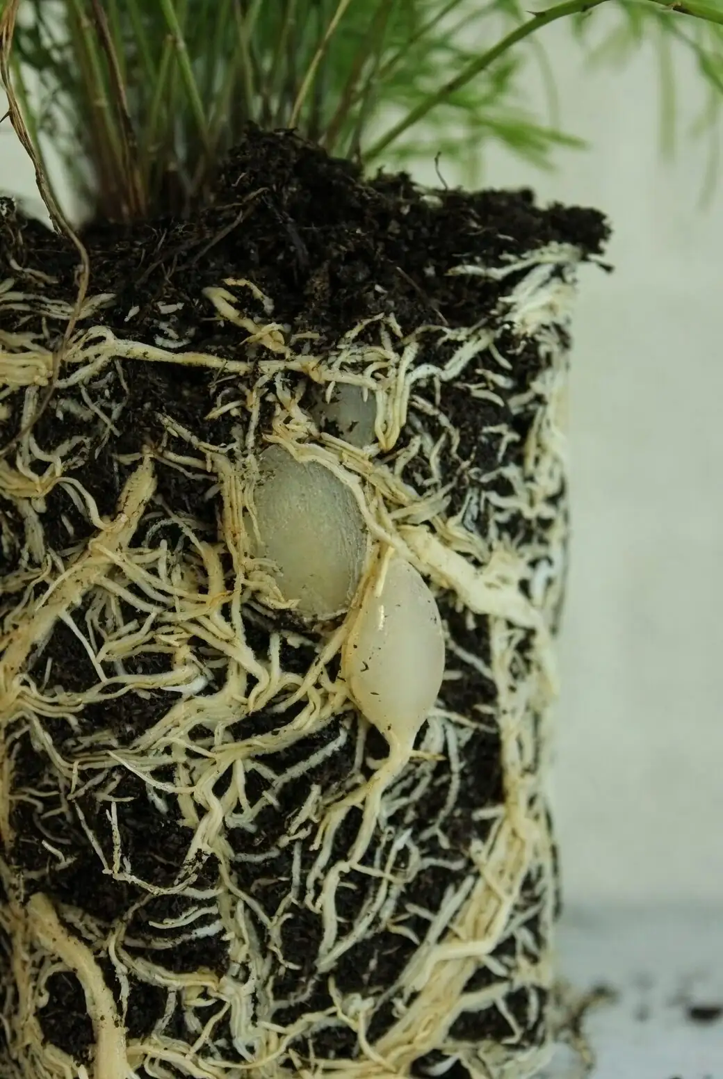 asparagus fern rootbound roots close-up
