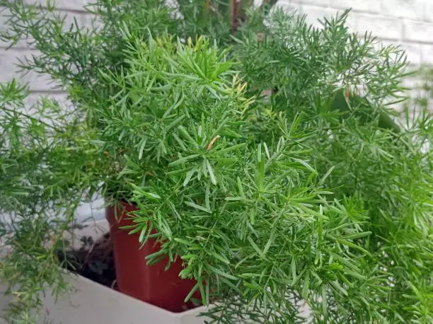 asparagus fern division hands