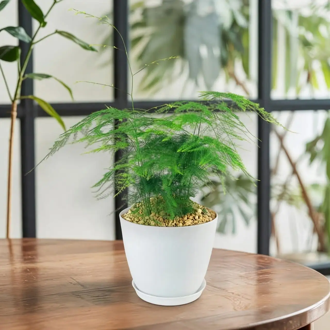 asparagus fern bright window indoor