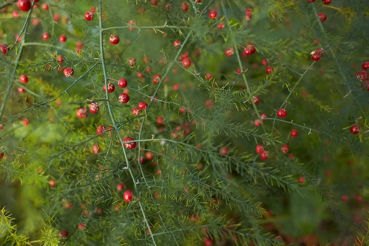 asparagus fern berries close-up