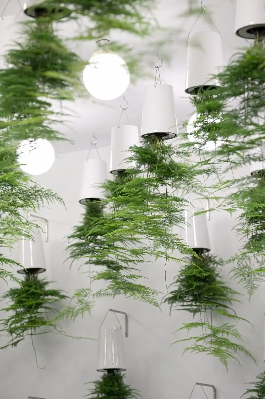 asparagus fern hanging from ceiling