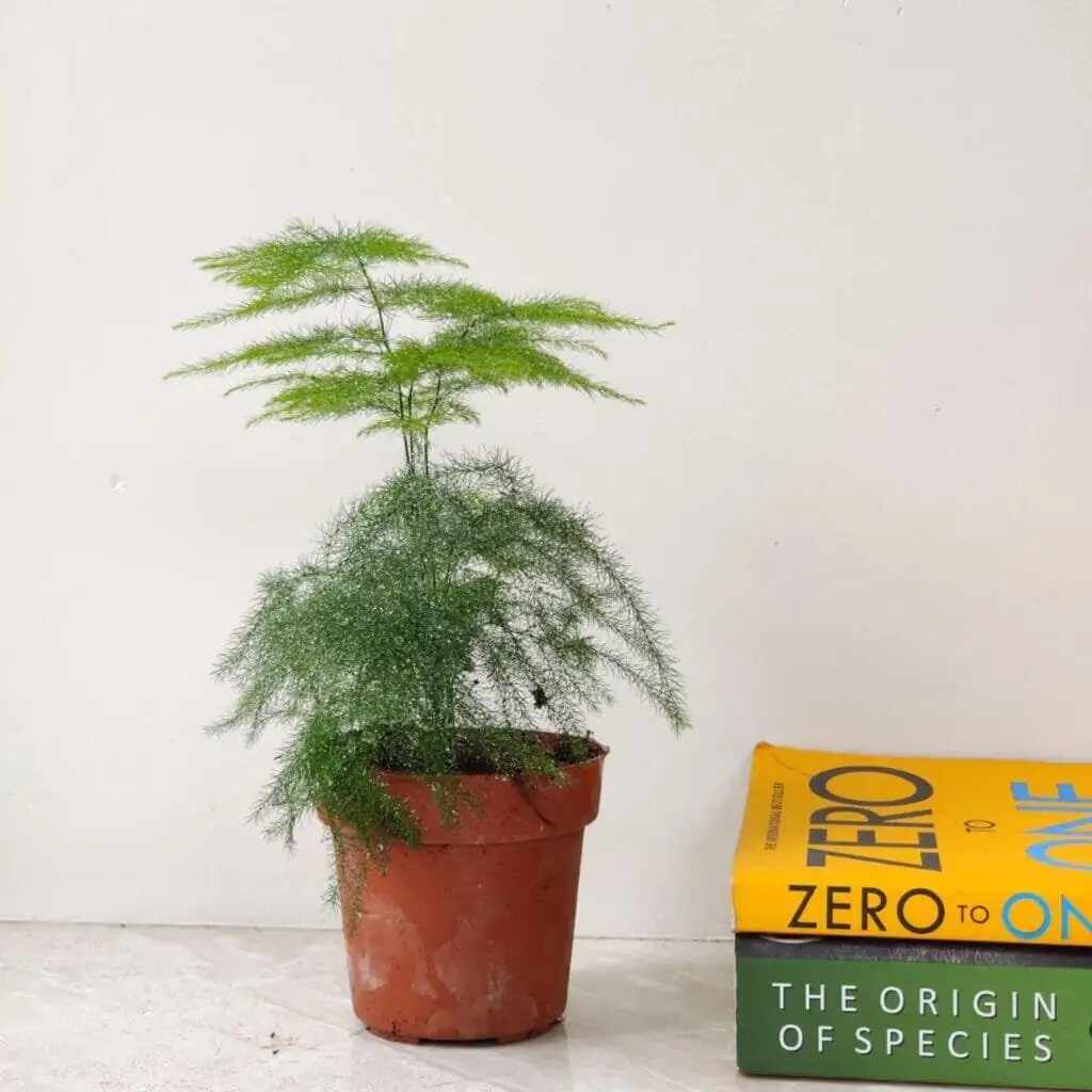 asparagus fern watering indoor pot