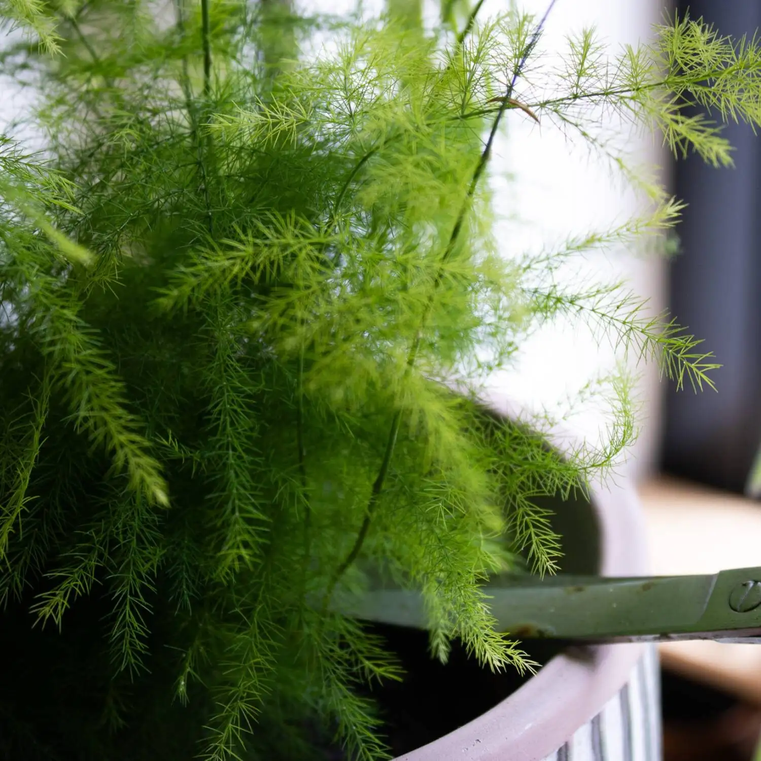 asparagus fern pruning scissors