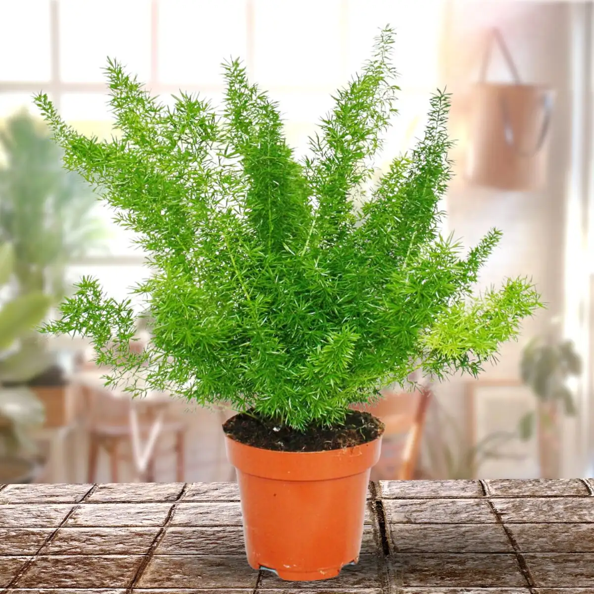 foxtail asparagus fern indoor pot