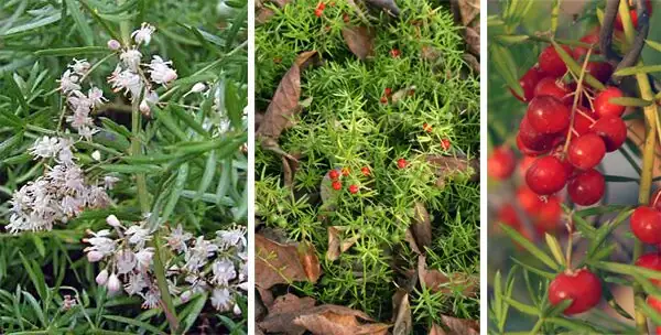 asparagus fern white flowers red berries
