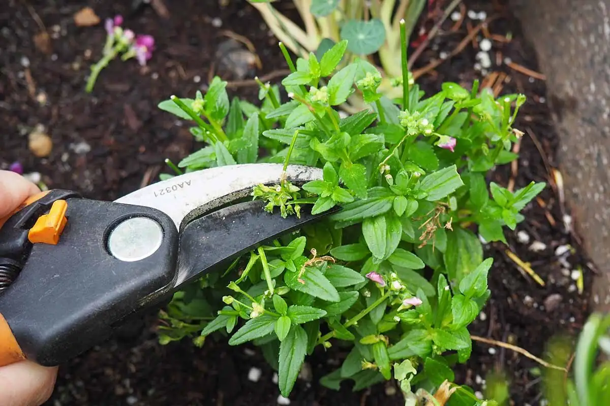 nemesia falling stars deadheading hand