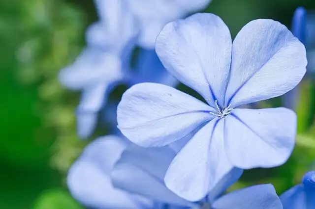 nemesia flower close-up blue