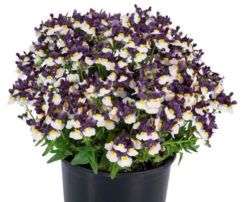nemesia cuttings nursery trays