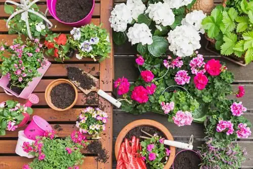 nemesia watering pot balcony