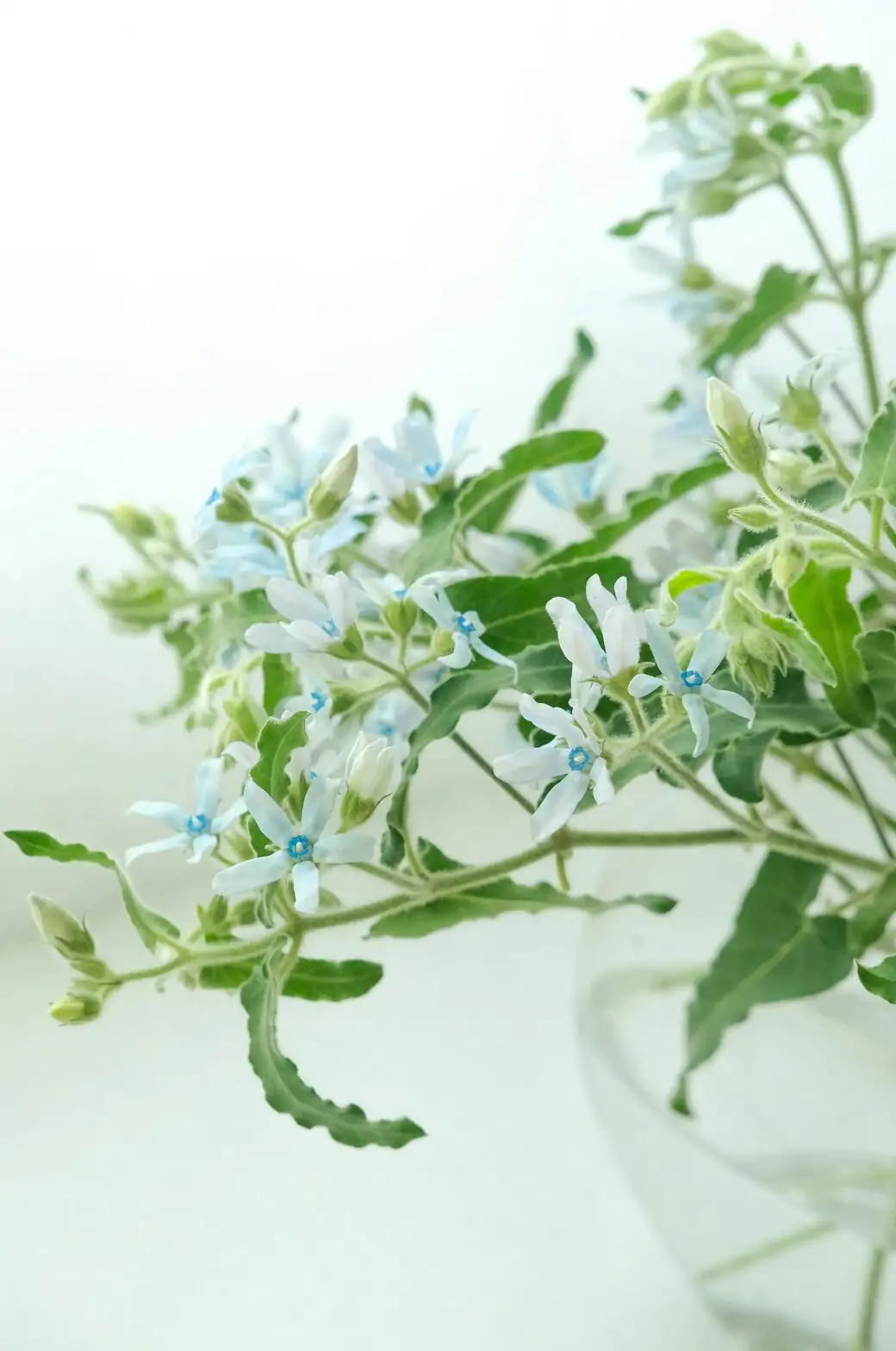 nemesia blue mixed planter