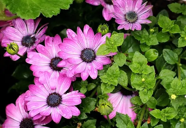 nemesia vs osteospermum flowers