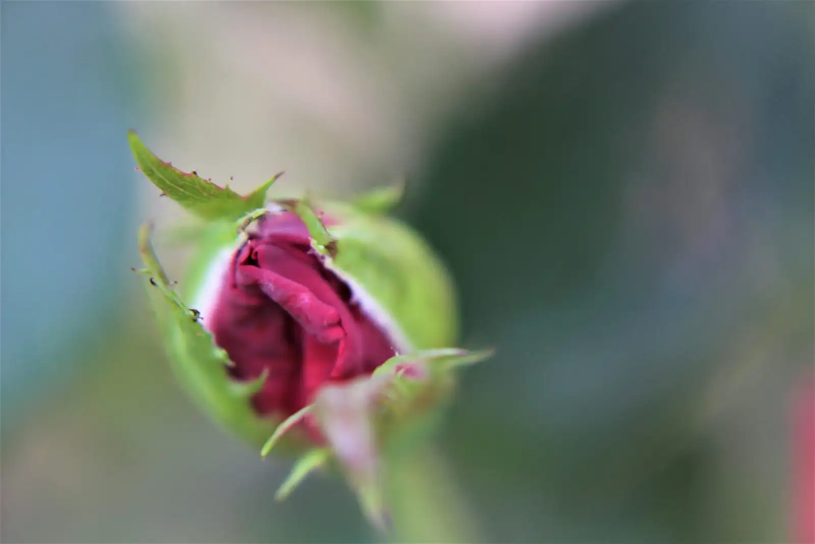 nemesia pinching top bud hands
