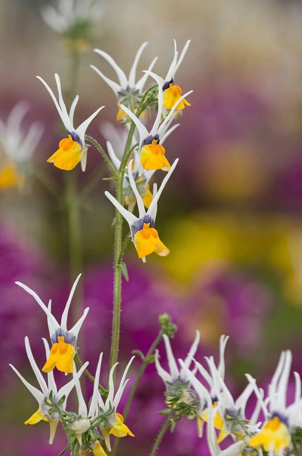 nemesia falling stars flower close-up