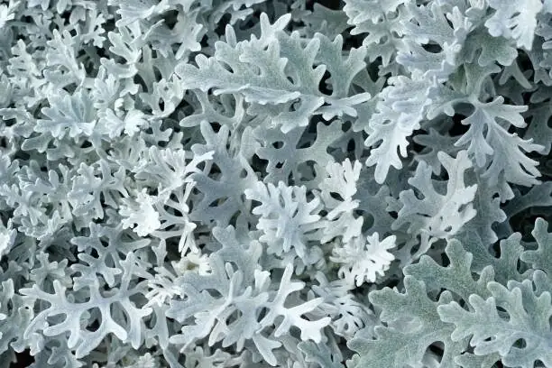 nemesia with alyssum dusty miller