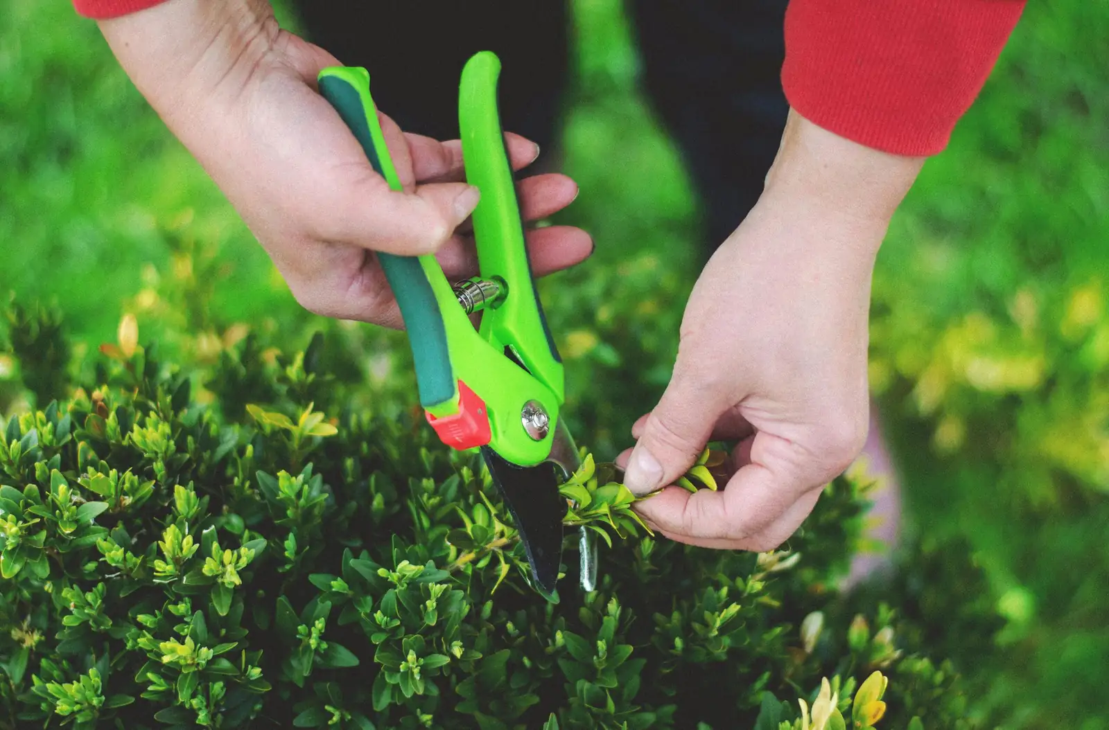 pruning nemesia balcony shears