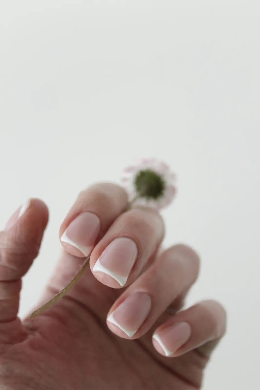 osteospermum cutting preparation close-up