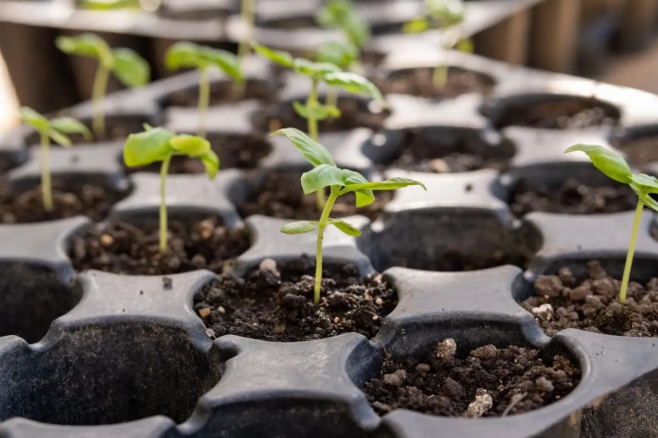 osteospermum seeds sowing tray