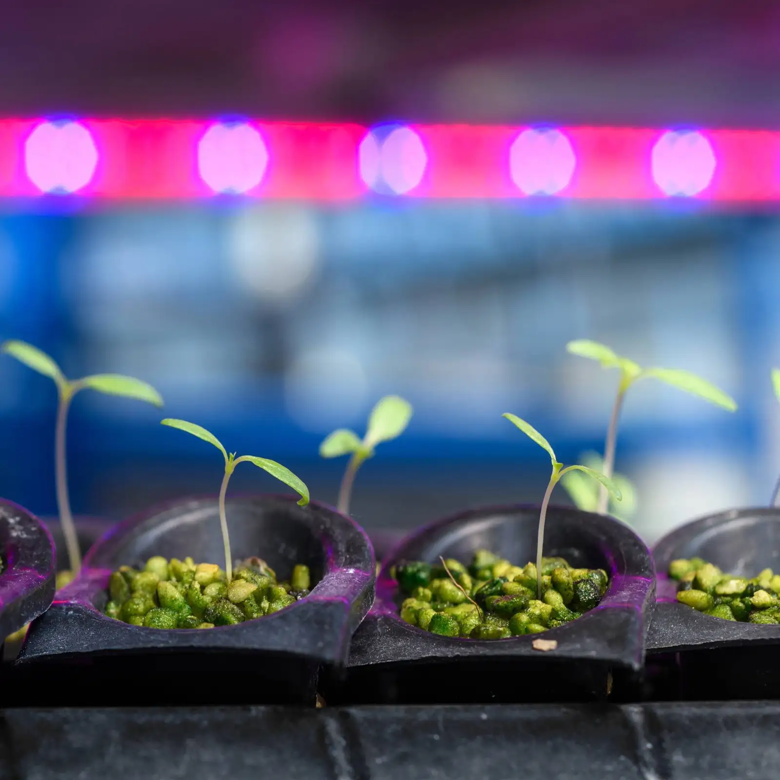 osteospermum seedlings under grow light