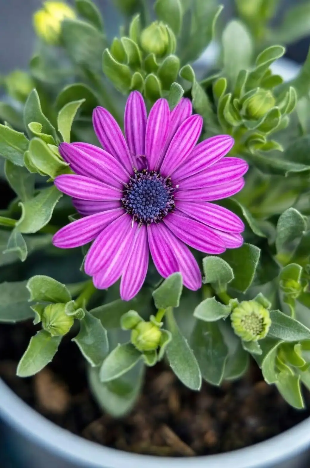osteospermum cutting rot close-up