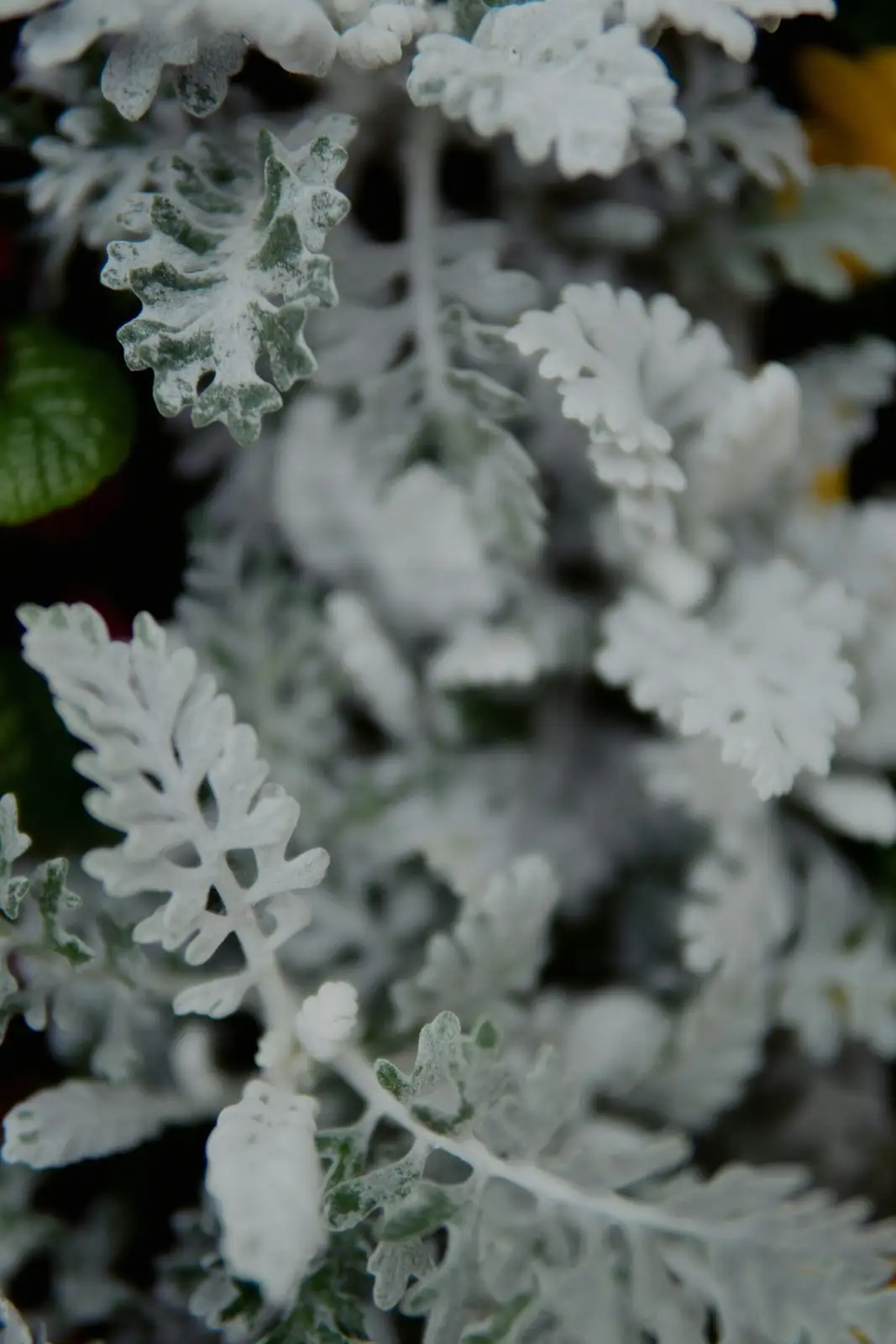 nemesia dusty miller calibrachoa layered planter