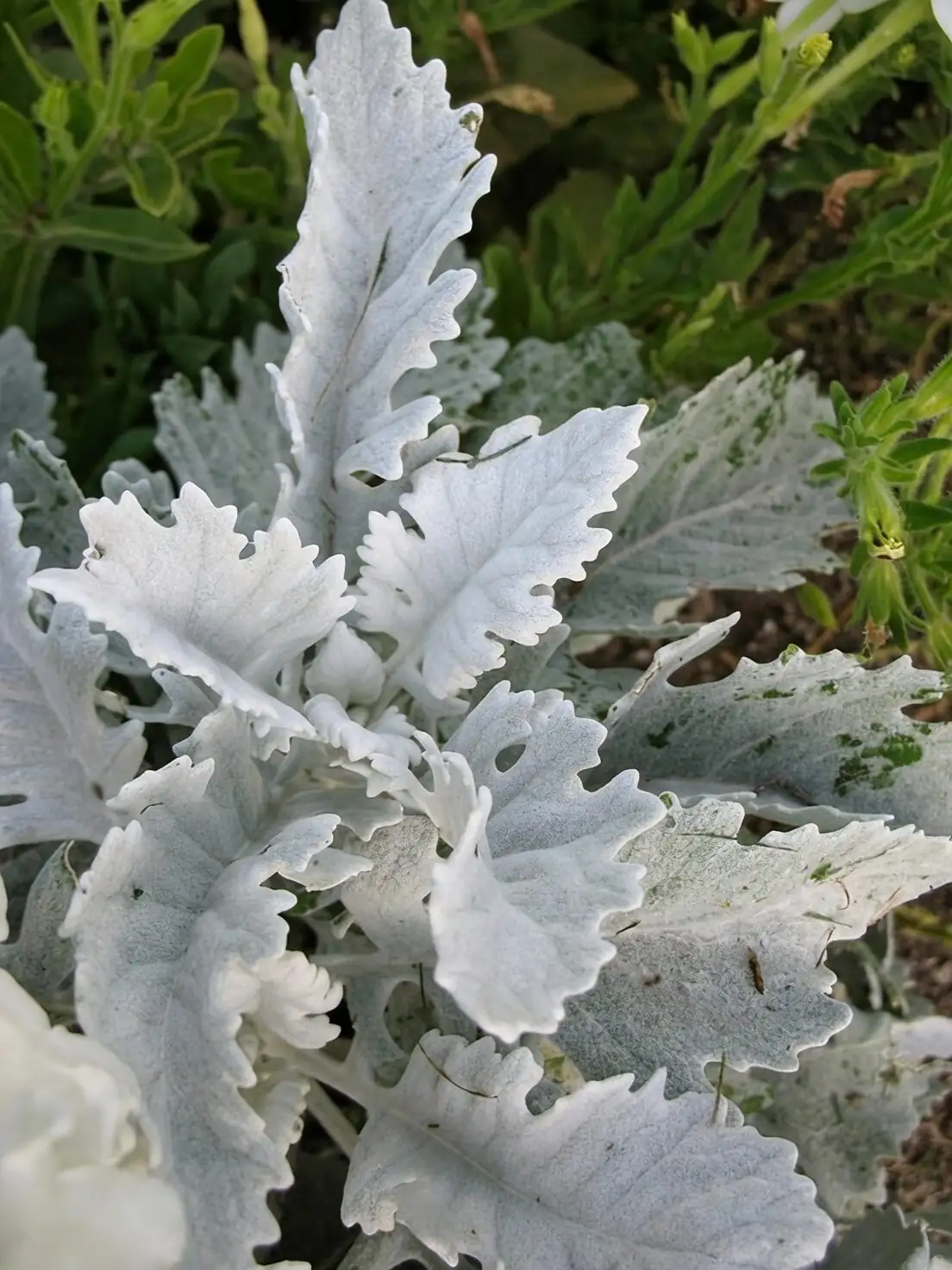 dusty miller planting window box hands