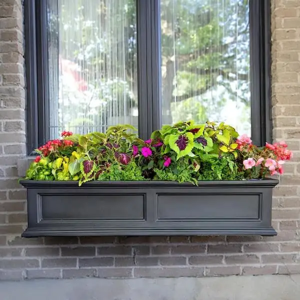 nemesia window box watering can