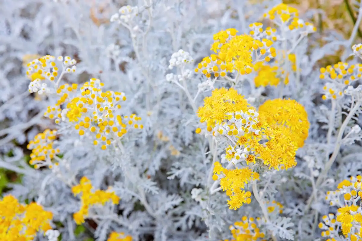 nemesia blue flowers dusty miller close-up