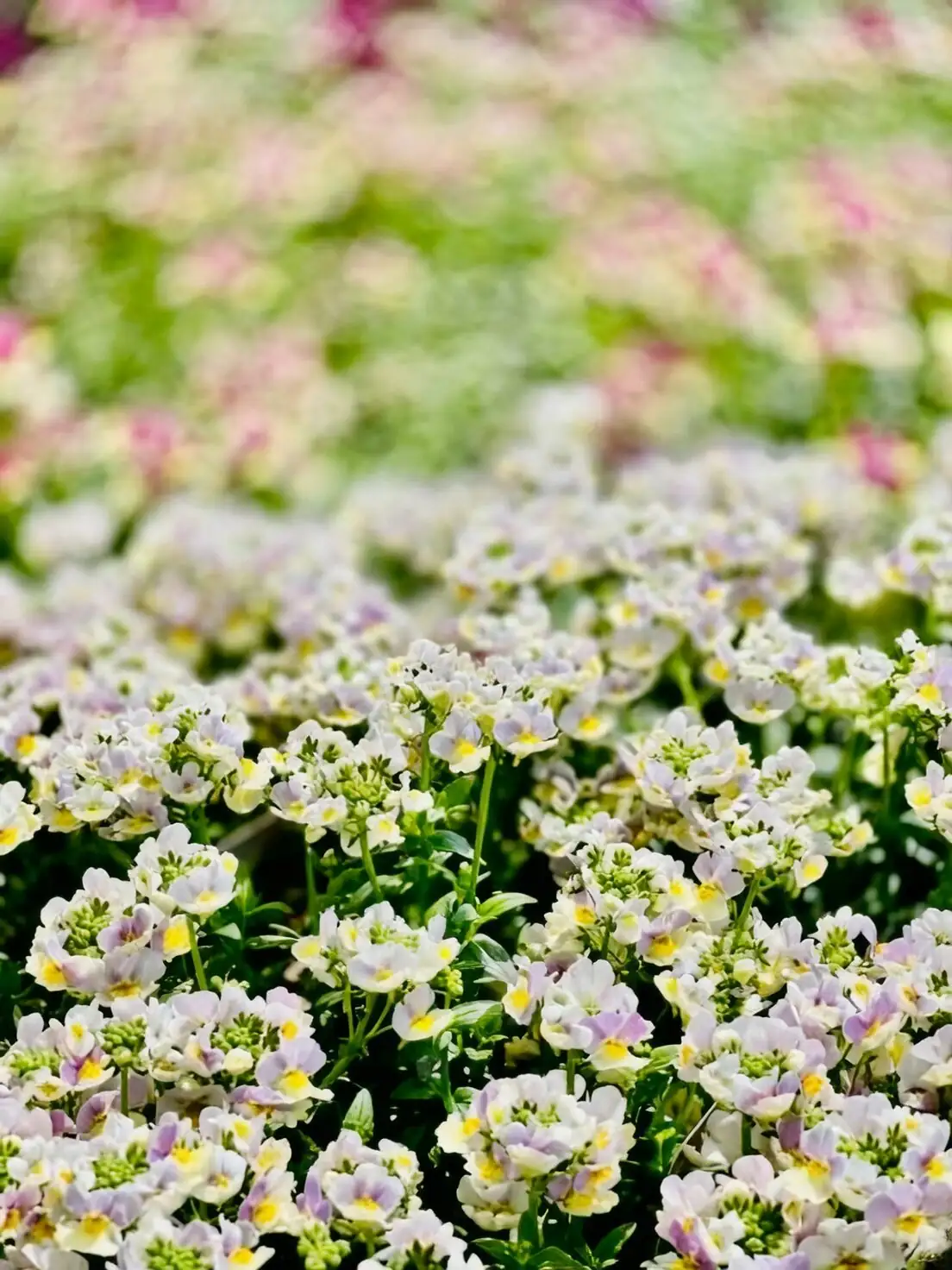 nemesia blue flowers close-up