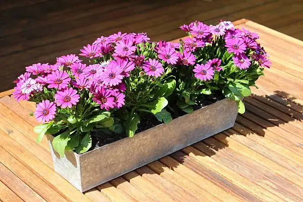 osteospermum compact branching plant