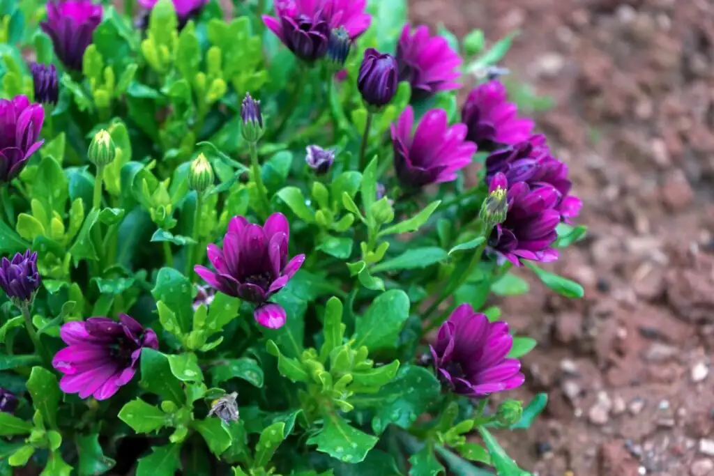 osteospermum flower buds close-up