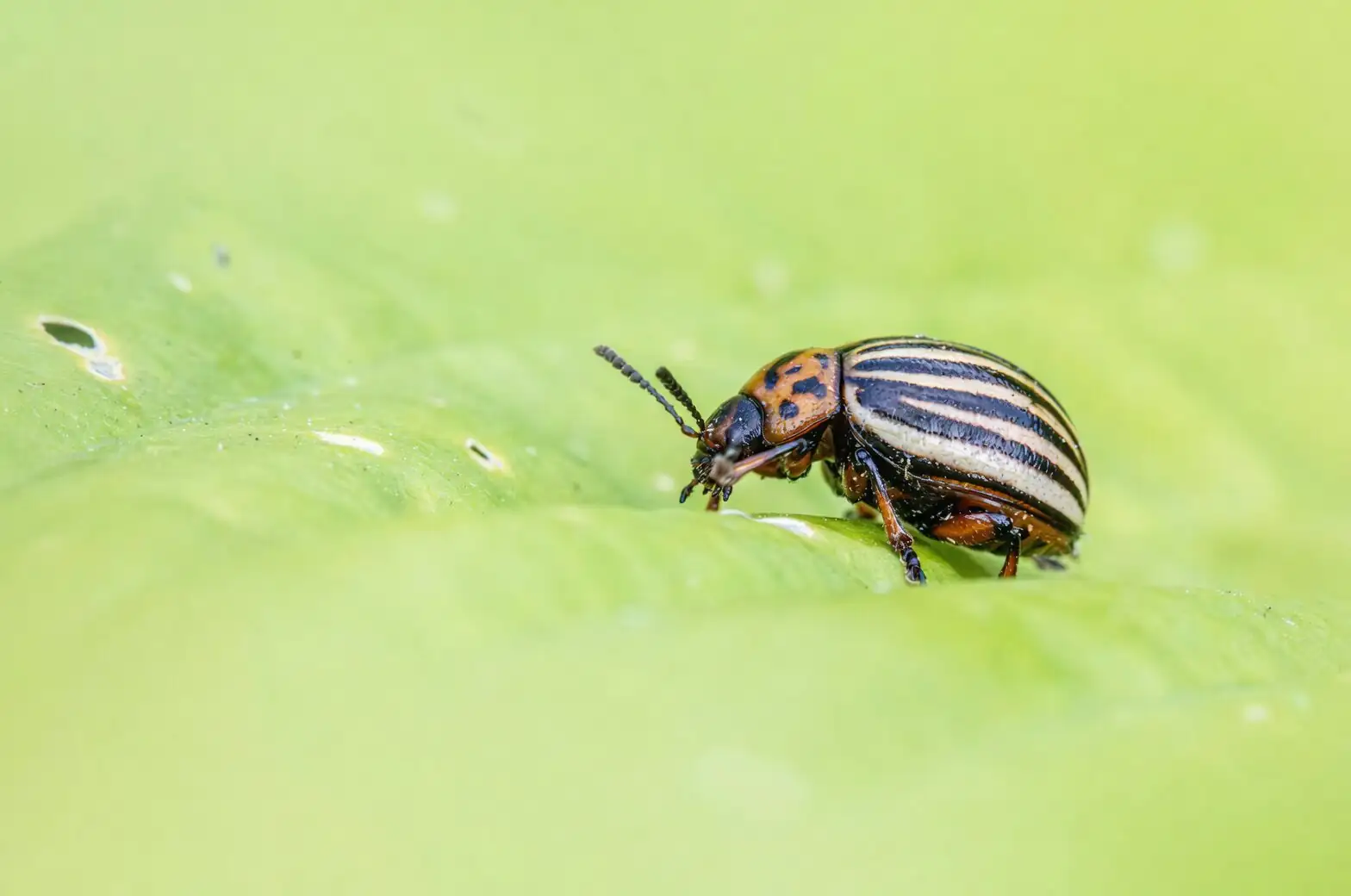 osteospermum leaf underside pests